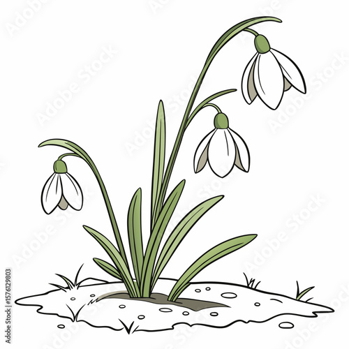 A small cluster of tiny pure white snowdrop flowers, gently emerging as a sign of early spring's arrival.