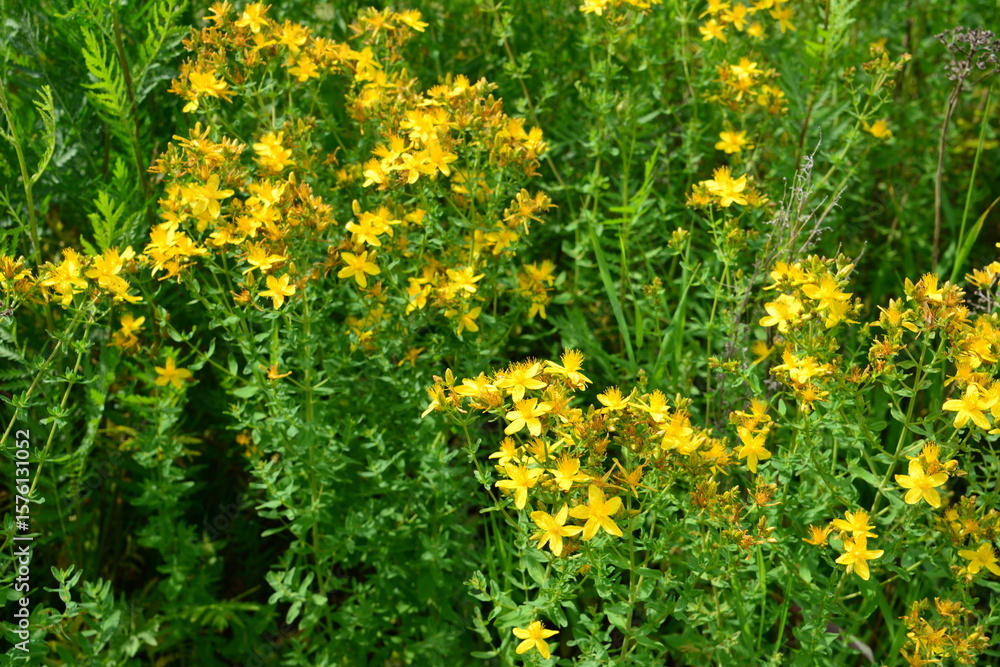 Fototapeta premium Field of yellow St. John's Wort flowers in bloom herbs