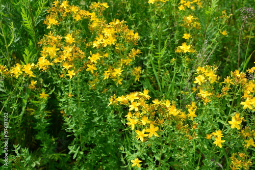 Field of yellow St. John's Wort flowers in bloom herbs
