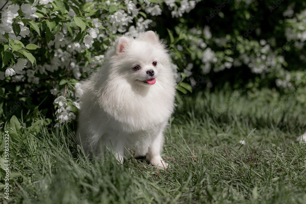 White fluffy Pomeranian Spitz standing in grass next flowering bush with white blossoms, bright outdoor scene, natural light. Purebred dog looking alert among green grass, framed by flowering shrub White fluffy Pomeranian Spitz standing in grass next flowering bush with white blossoms, bright outdoor scene, natural light. Purebred dog looking alert among green grass, framed by flowering shrub