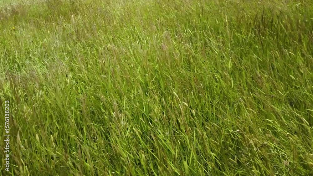 A field of green grass sways gently in the breeze A field of green grass sways gently in the breeze