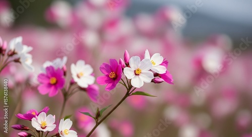 Flower pink white 