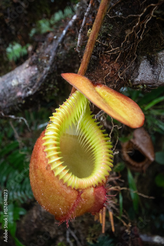 Nepenthes villosa Kinabalu, Borneo, Sabah, Malaysia, endemic plant