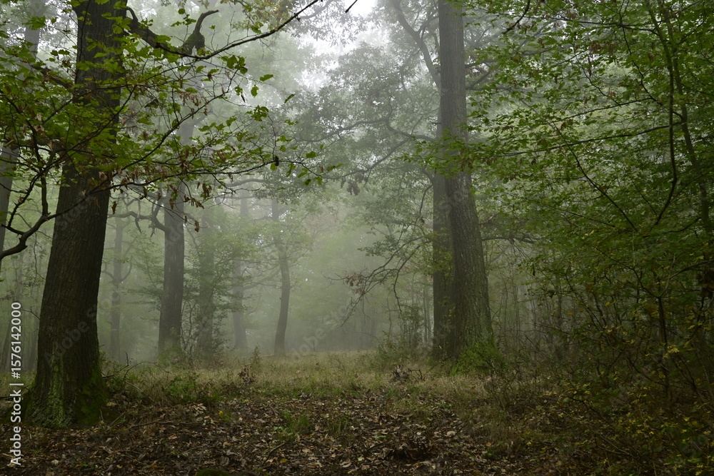 Fototapeta premium Fog in the forest