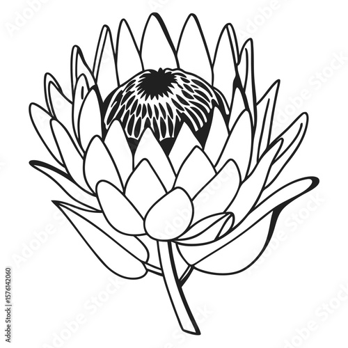 A soft pink protea, with unique, cone-shaped petals, showcasing its delicate yet striking tropical beauty.