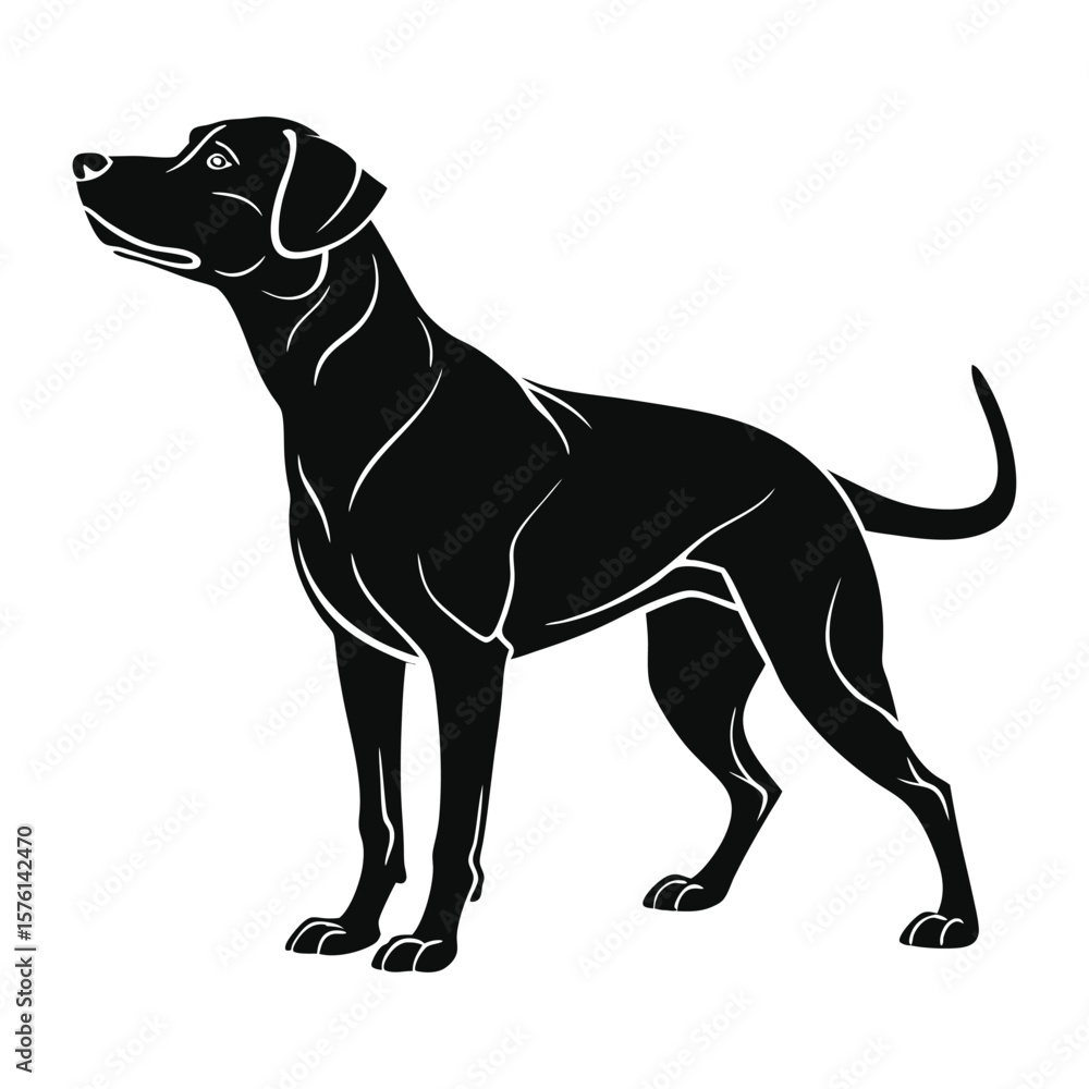 Fototapeta premium black labrador puppy