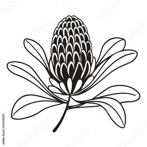 A banksia flower, bold, geometric, with a unique cone shape, creating a striking and intricate botanical statement.