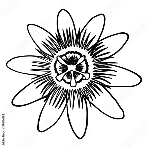An intricate passionflower, a close-up revealing its mesmerizing corona and complex details, truly captivating.