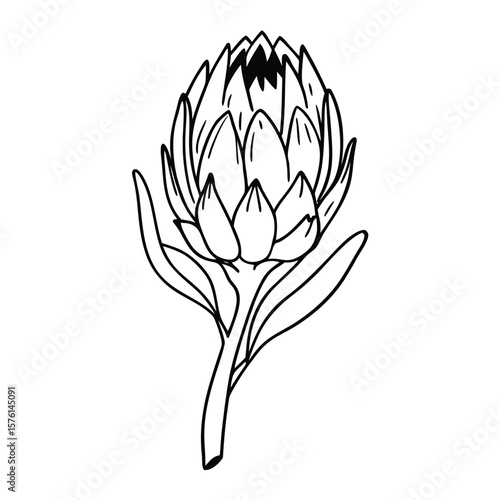 A pink ice protea, with rough texture and dramatic side lighting, highlighting its unique form and captivating beauty.