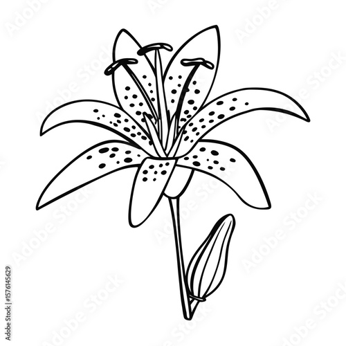 A rare white bleeding toad lily, Tricyrtis, isolated to highlight its unique delicate markings and unusual beauty.