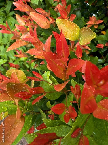 Colourful Rain-Kissed Christina Tree Leaves in Garden – Nature Wallpaper
