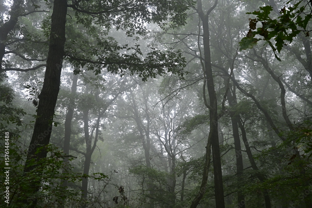 Fototapeta premium Fog in the forest