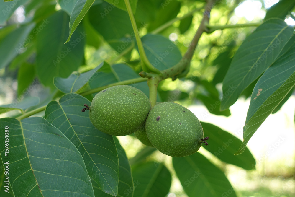 noch grüne Walnuss, am Baum noch grüne Walnuss, am Baum