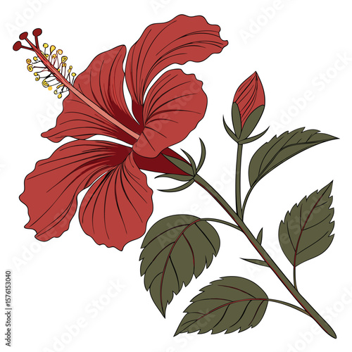 A red hibiscus, multi-layered with a prominent stamen, showcasing its bold, tropical beauty and rich texture.
