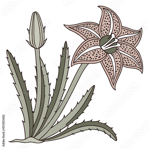 A stapelia flower, otherworldly with intricate patterns and unique textures, a fascinating and unusual botanical.