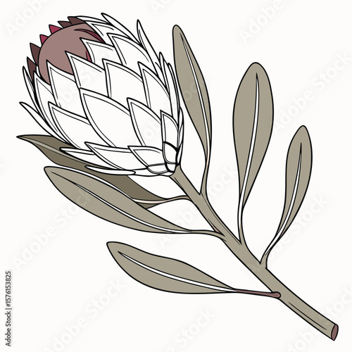 The bold, almost architectural form of a dried protea pod, with unique seed compartments, a fascinating natural design.