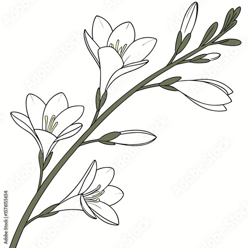 A graceful white freesia stem, with sequential blooms, forming a linear composition that exudes delicate elegance and fragrance.