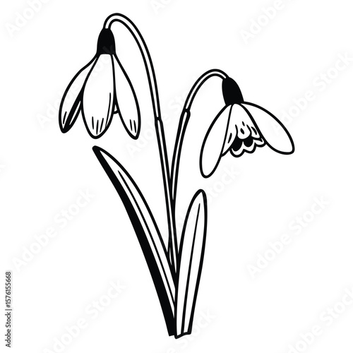A pure white snowdrop flower, isolated on a clean white background, symbolizing hope and the gentle arrival of spring.