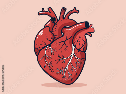 Human heart anatomy illustration: a red vector design depicting the organ as a symbol of love and life