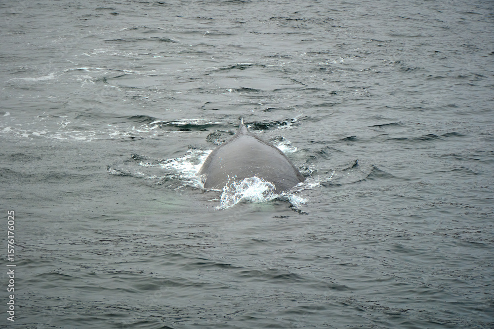 Fototapeta premium humpback whale in the arctic
