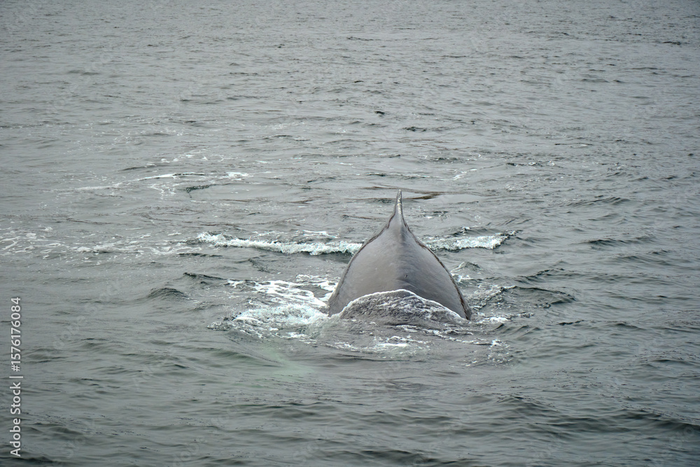Fototapeta premium humpback whale in the arctic