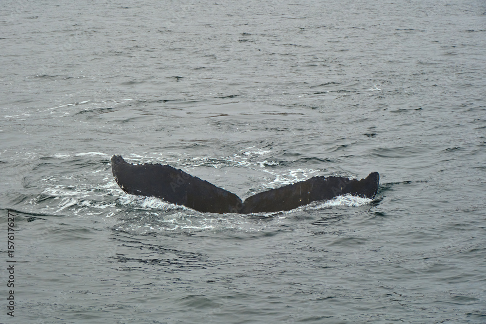 Fototapeta premium humpback whale tail