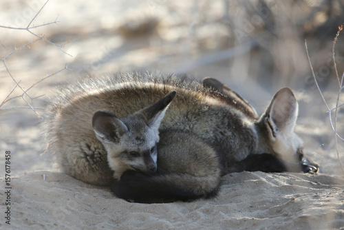 Cute bat-eared fox baby resting near its mother in the Kalahari Desert