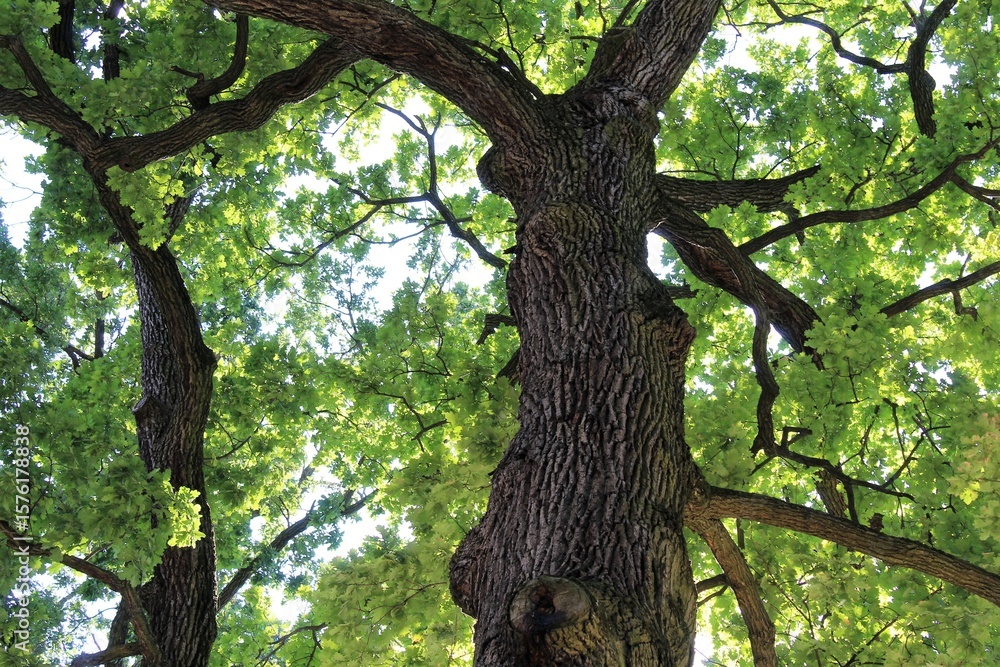 Naklejka premium oak, green oak tree in the forest