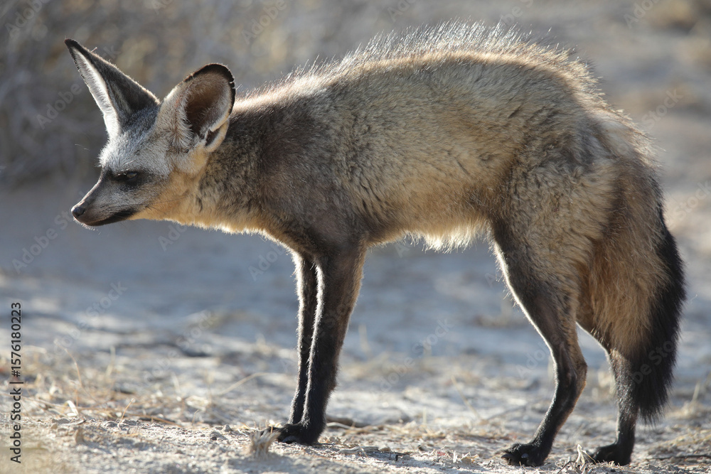Fototapeta premium Bat-eared fox looking for a scorpion to eat in the early morning of the Kalahari Desert