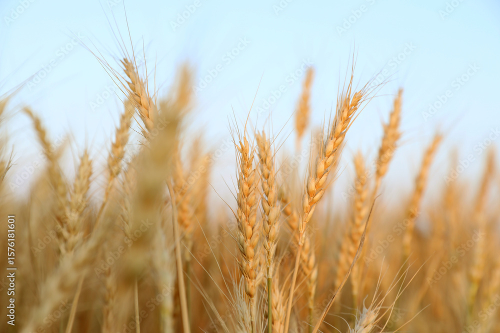 Golden wheat ears growing in field, closeup Golden wheat ears growing in field, closeup