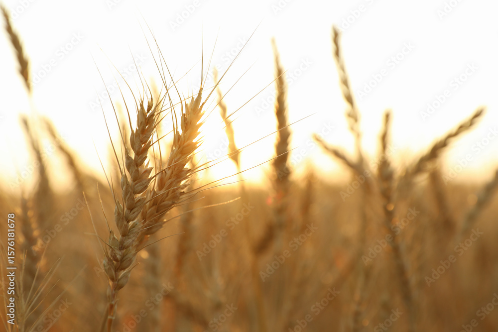 Fototapeta premium Golden wheat ears growing in field, closeup
