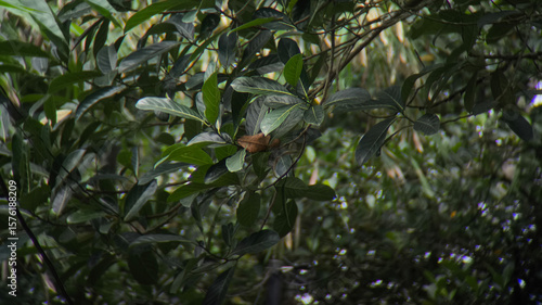 Close-up view of a small creature nestled amongst lush green foliage.