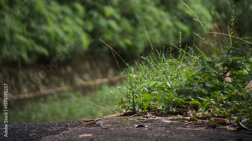Close-up view of green grass and foliage beside a waterway.