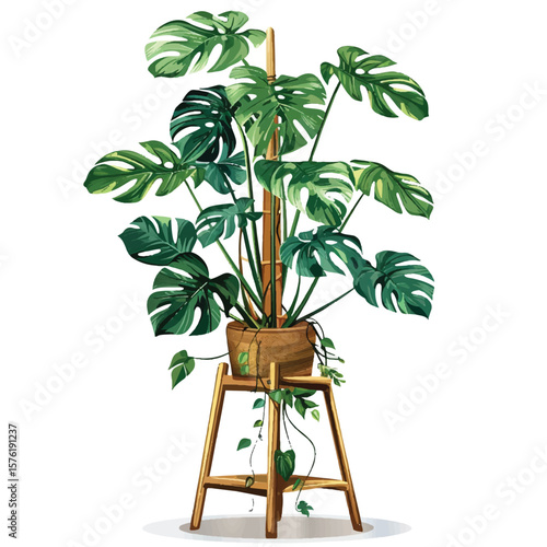 Vibrant Monstera Plant on a Wooden Stand