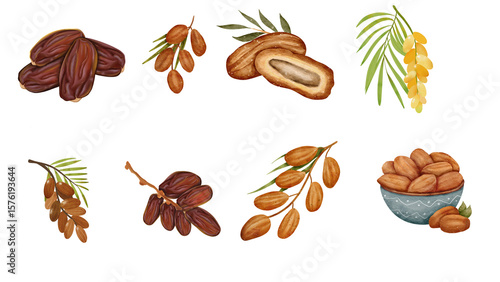 Set of dates fruit on watercolor style
