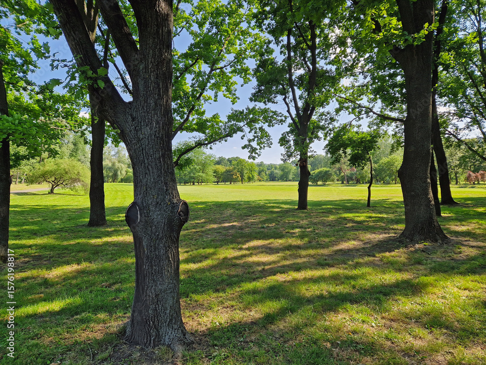Fototapeta premium A sunlit park with large trees and a wide open field stretching into the background. Sunlight filters through dense, fluttering leaves, casting shifting shadows on green grass