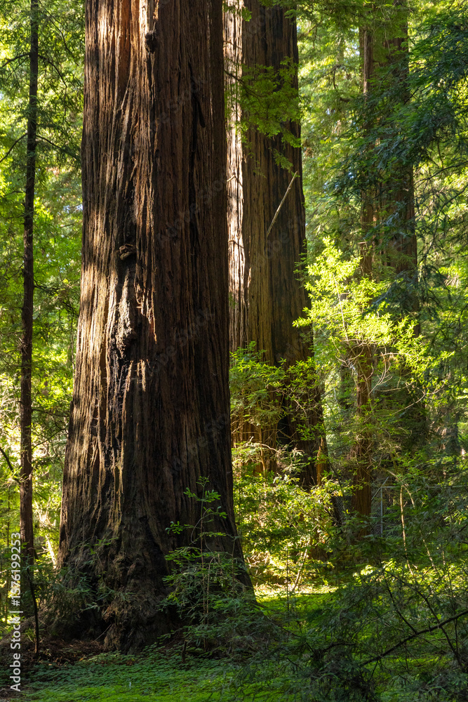 Fototapeta premium Giant redwood forest, Sequoiadendron giganteum, in Henry Cowell Redwoods State Park, California.
