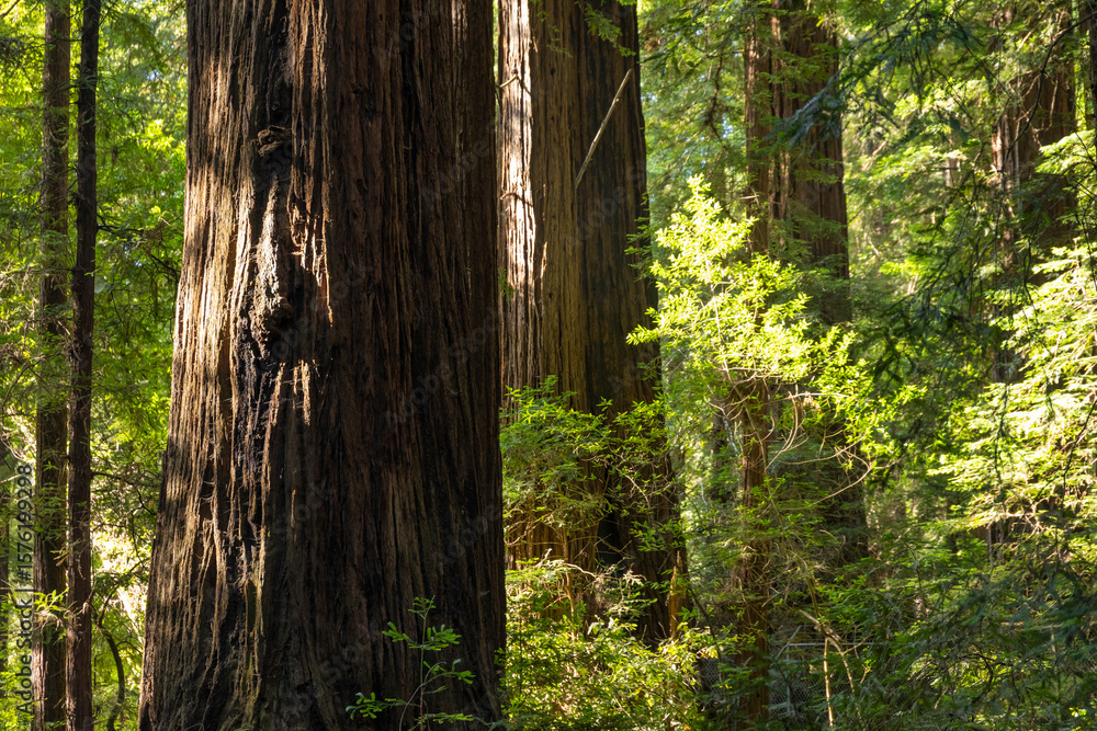 Naklejka premium Giant redwood trunks in the forest, Sequoiadendron giganteum, in Henry Cowell Redwoods State Park, California.
