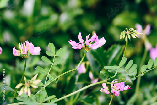 Purple crown vetch growing above the bushes