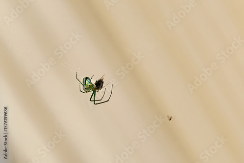 An orchard orbweaver spider devours a fly it caught in its web