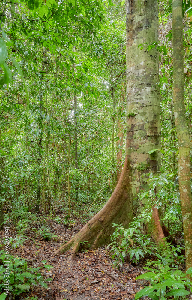 Obraz premium Danum Valley Conservation Area, one of the oldest rainforests in the world, Borneo, Malaysia.