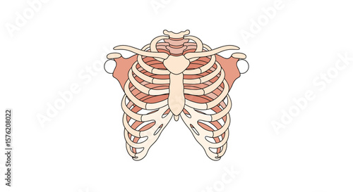Anatomical illustration of the human rib cage and sternum with scapulae
