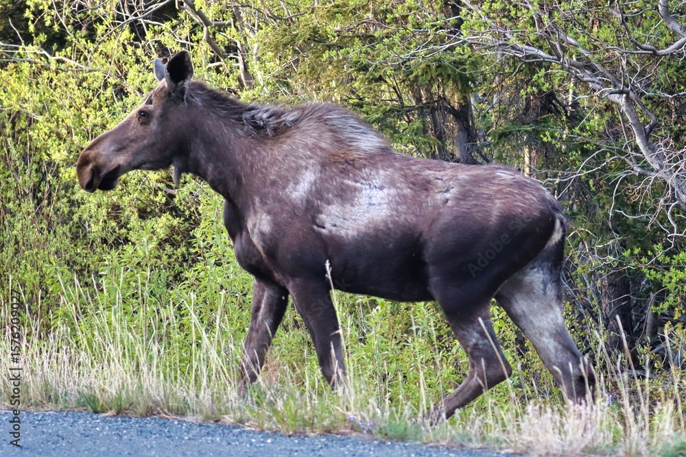 Fototapeta premium Yukon Territories, Canada