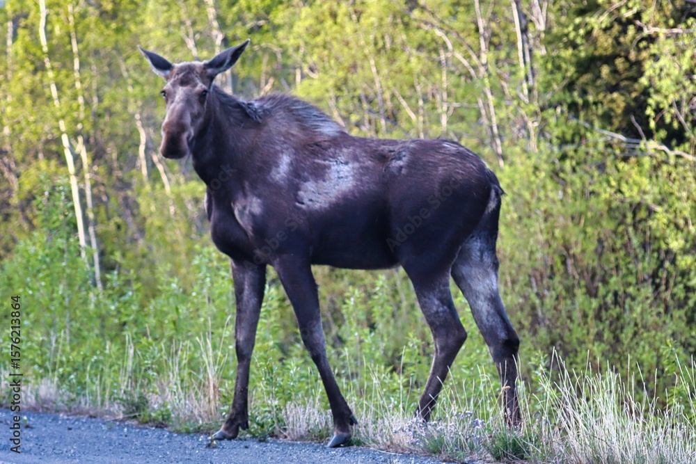 Fototapeta premium Yukon Territories, Canada