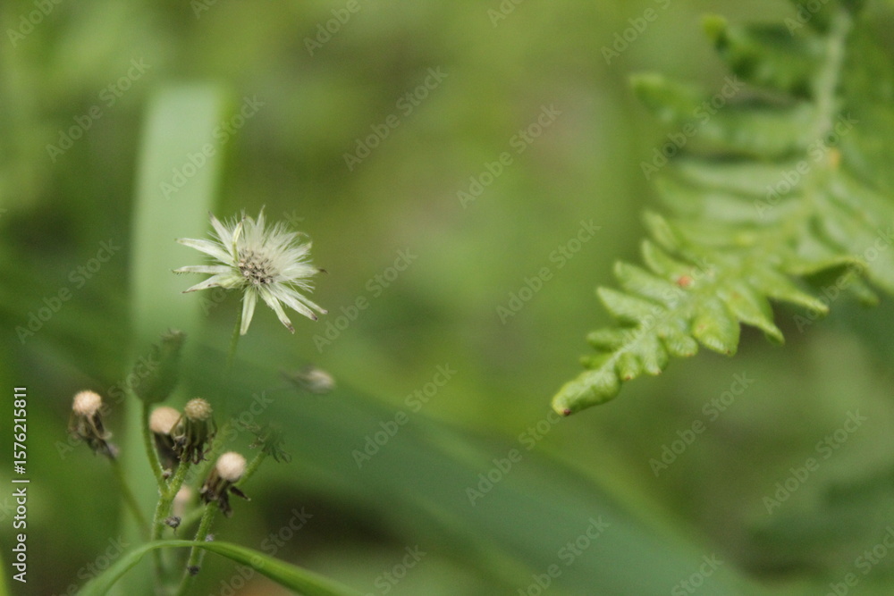 Fototapeta premium flower in the meadow