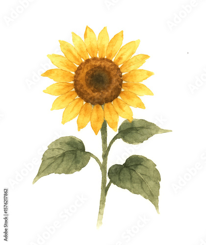 和風の水彩画のヒマワリの絵（Japanese style watercolor sunflower painting）
