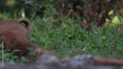 Puppies are playing and practicing fighting in the grass