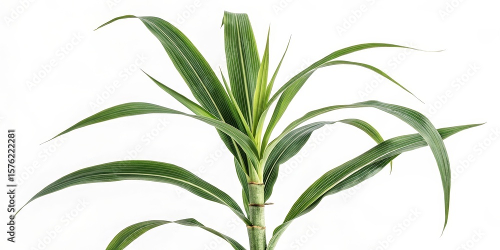 Fototapeta premium Green Sorghum Plant on White,Agriculture ,Fieldcrop
