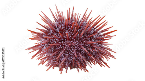 live sea urchin, isolated, transparent, png, background, cutout