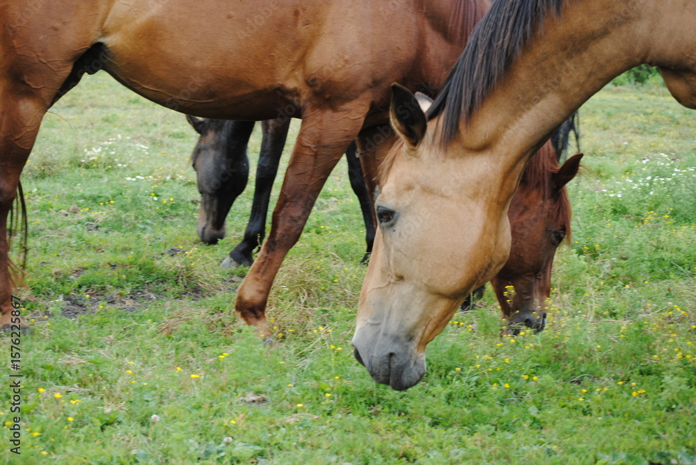 Fototapeta premium horse eating grass